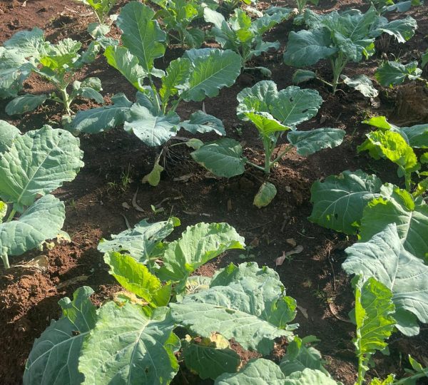 smartfarming1